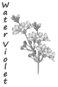 voisin | wter violet | agrimoine| fleur de bach | durosier | attitude