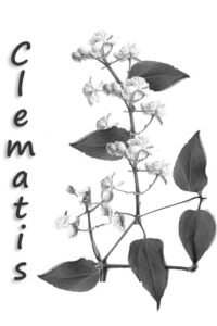 voisin | partage | agrimoine| fleur de bach | durosier | attitude