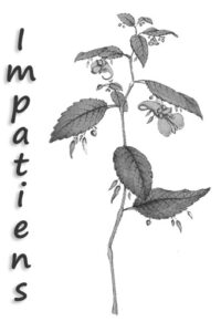 voisin | partage | agrimoine| fleur de bach | durosier | attitude