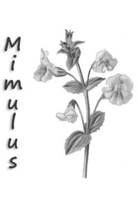 voisin | partage | mimulus| fleur de bach | durosier | attitude