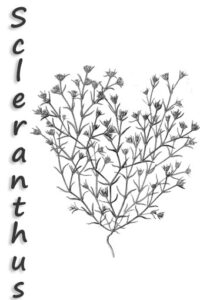 voisin | partage | sclerranthus| fleur de bach | durosier | attitude